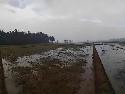 Rice Field Stock Photos