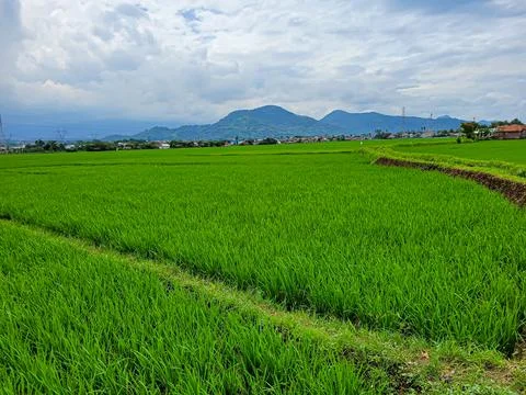Rice field Stock Photos