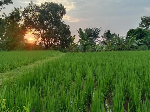 Rice field Stock Photos