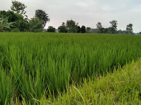 Rice field Stock Photos