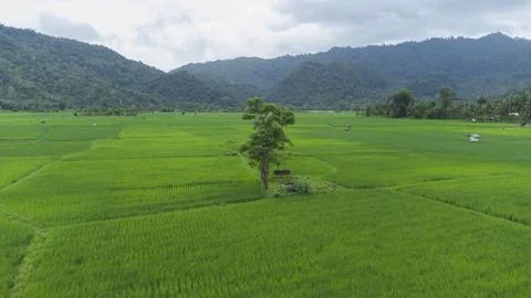 Rice field Stock Photos