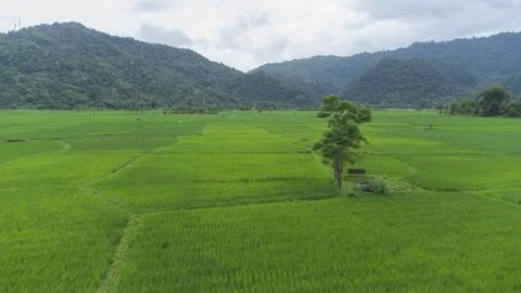 Rice field Stock Photos