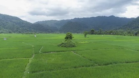Rice field Stock Photos