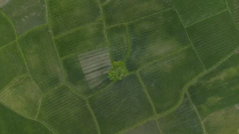 Rice field Stock Photos