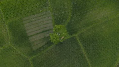 Rice field Stock Photos