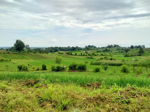 Rice field Stock Photos