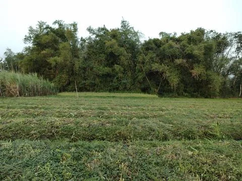 Rice field Stock Photos