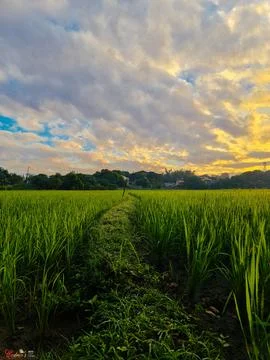 Rice field Stock Photos