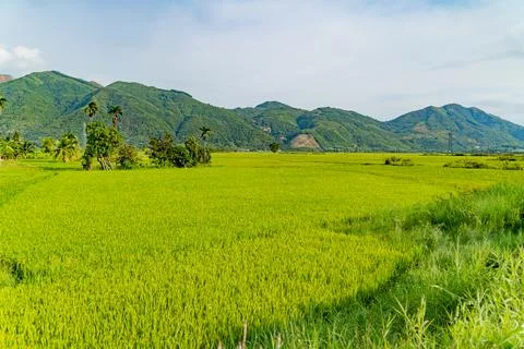 Rice field. Stock Photos
