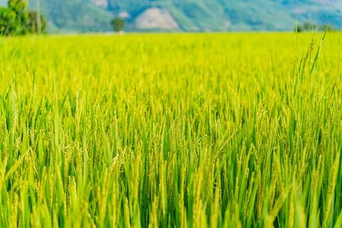 Rice field. Foto stock