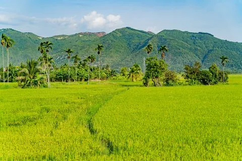 Rice field. Foto stock
