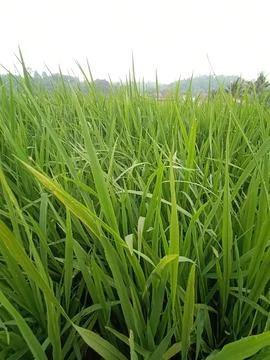 Rice field 库存照片