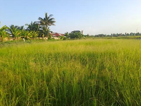 Rice field Foto stock