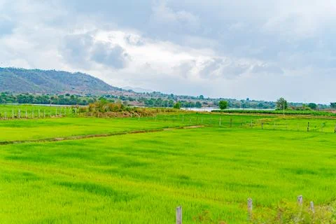 A rice field. Stock-Fotos