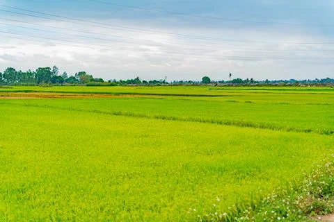 A rice field. 스톡 사진