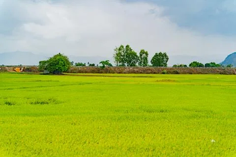 A rice field. Stock-Fotos