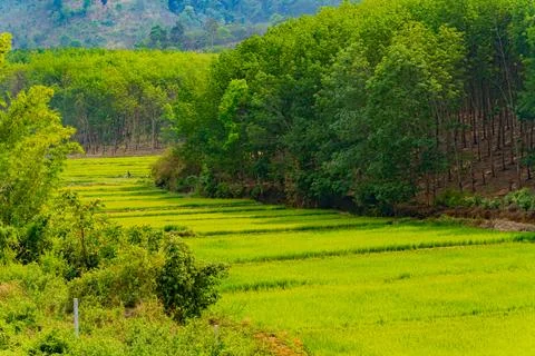 A rice field. 스톡 사진