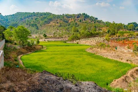 A rice field. Stockfoto's
