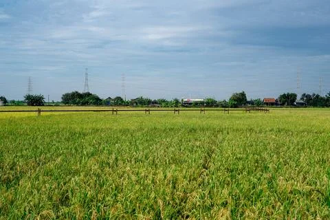 Rice field Stock Photos