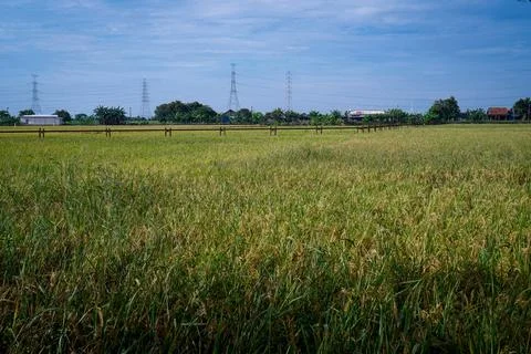 Rice field Stock Photos