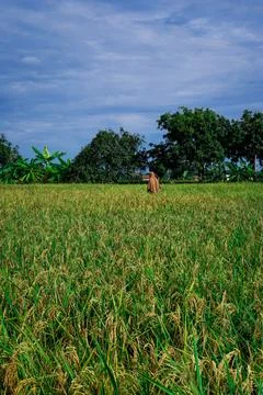 Rice field Stock Photos