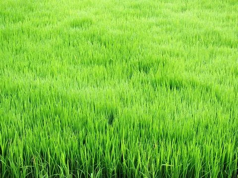 Rice field Foto stock