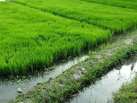 Rice field Foto stock