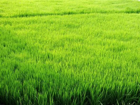Rice field Stock Photos