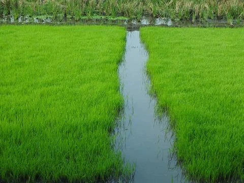 Rice field Stock Photos
