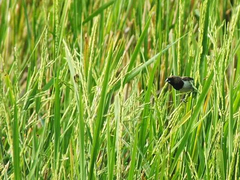 Rice field Foto stock