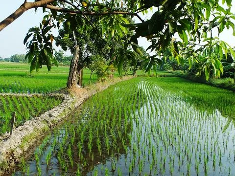 Rice field Stock Photos