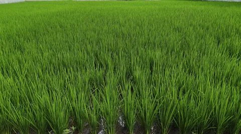 Rice Field 写真素材