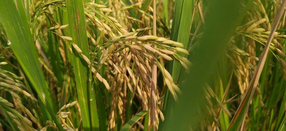 Rice field Stock Photos