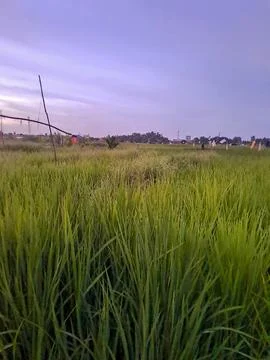Rice field Stock Photos