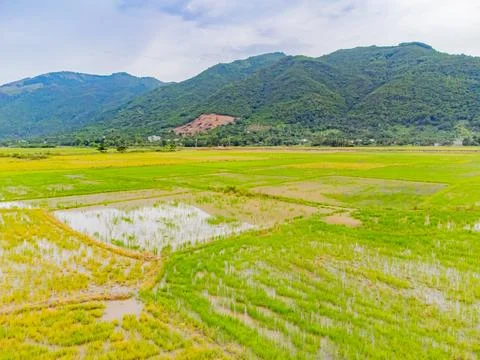A rice field. Stock Photos