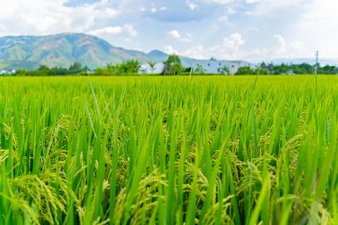 A rice field. Фото
