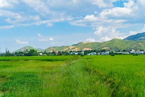 A rice field. Foto stock