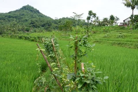 RICE FIELD Stock Photos
