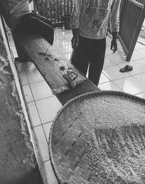Rice field 写真素材