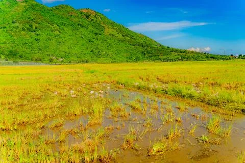 A rice field. Stock-Fotos
