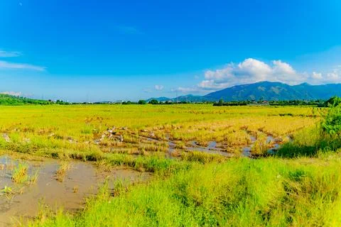 A rice field. 스톡 사진