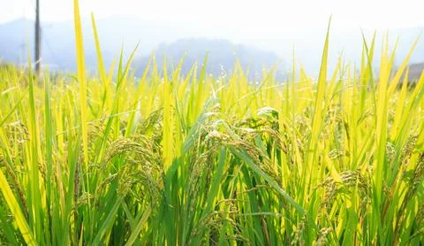 Rice field Stock Photos