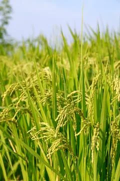 Rice field Stock Photos