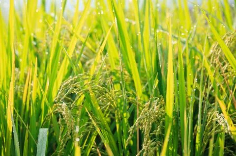 Rice field Stock Photos