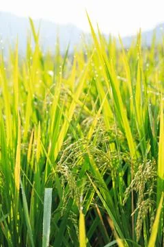 Rice field Stock Photos