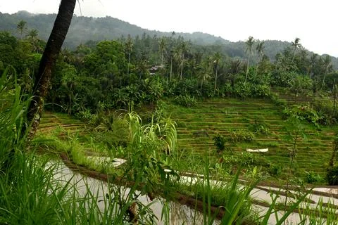 Rice field Foto stock