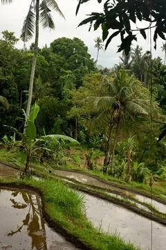 Rice field Stock Photos