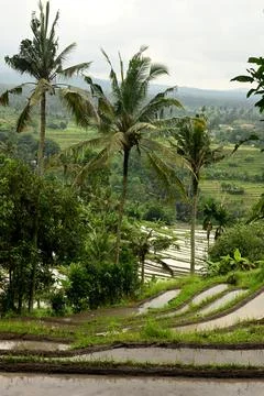 Rice field Foto stock