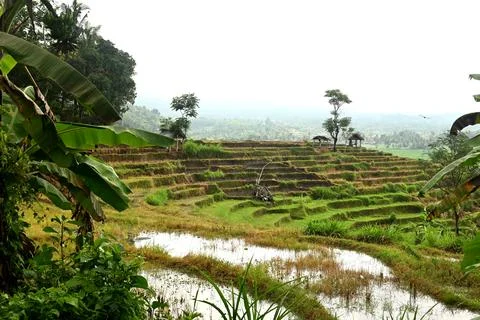 Rice field Foto stock
