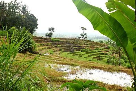 Rice field Foto stock